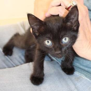 Heidi -  American Shorthair Cat for Adoption in Birmingham, Alabama - Heidi | PetCurious