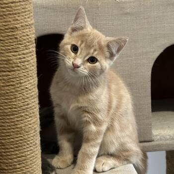 Wayne -  Domestic Short Hair Cat for Adoption in Wakefield, Quebec - Wayne | PetCurious
