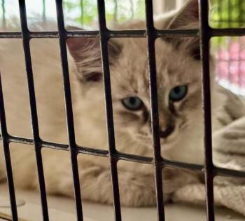 Sia -  Domestic Short Hair Cat for Adoption in Parma, Ohio - Sia | PetCurious