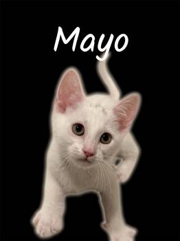 Mayo -  Domestic Short Hair Cat for Adoption in Auburn, California - Mayo | PetCurious
