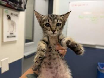 TEDDY -  Domestic Short Hair Cat for Adoption in Doral, Florida - TEDDY | PetCurious