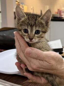 Domestic Short Hair Cats Available for Adoption in Gilberts, Illinois - CAT - Fifi | PetCurious