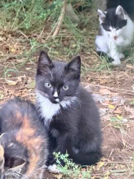 Larry -  Domestic Short Hair Cat for Adoption in Cromwell, Kentucky - Larry | PetCurious