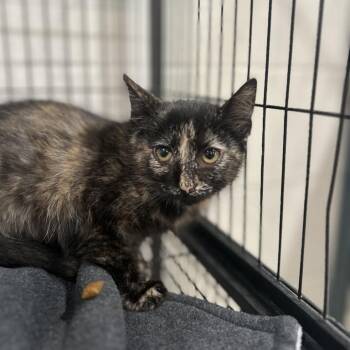 Ruby -  Domestic Short Hair Cat for Adoption in Jackson, Michigan - Ruby | PetCurious