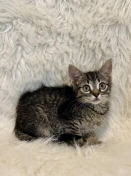 Tide -  Domestic Short Hair Cat for Adoption in Picayune, Mississippi - Tide | PetCurious