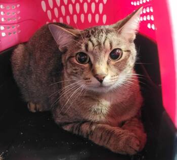 Rescue Domestic Short Hair Cats for Adoption in Republic, Missouri - Anna | PetCurious