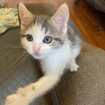 Bruiser -  Domestic Short Hair Cat for Adoption in Atlanta, Georgia - Bruiser | PetCurious