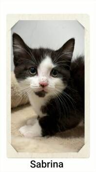 Sabrina -  Domestic Short Hair Cat for Adoption in Caistor Centre, Ontario - Sabrina | PetCurious