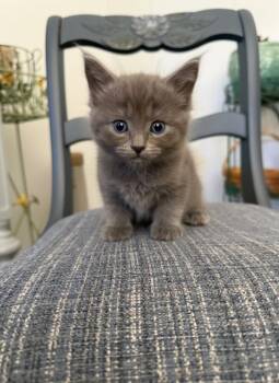 Kacee -  Domestic Medium Hair Cat for Adoption in Chisholm, Minnesota - Kacee | PetCurious