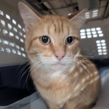 Caesar -  Domestic Short Hair Cat for Adoption in Carmel, Indiana - Caesar | PetCurious