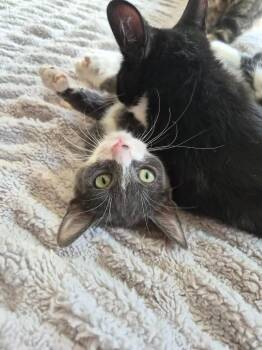 Domestic Short Hair Cats Available for Adoption - Marsh | PetCurious