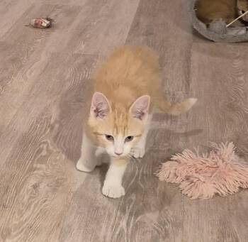 Copper -  Domestic Short Hair Cat for Adoption in South Bend, Indiana - Copper | PetCurious