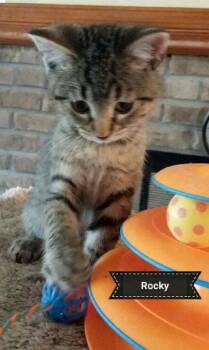 Rescue Tabby and Domestic Medium Hair Cats for Adoption in Shrewsbury, Massachusetts - Rocky | PetCurious