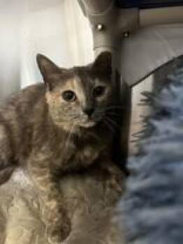 Domestic Short Hair Cats Available for Adoption in Whitby, Ontario - Lucy | PetCurious