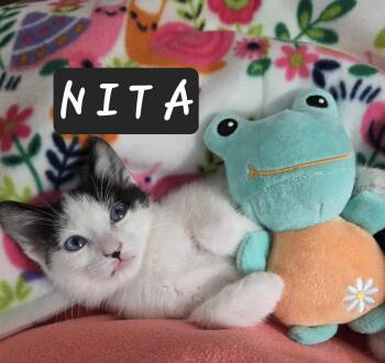 Rescue Domestic Short Hair Cats for Adoption in Mansfield, Texas - Nita | PetCurious