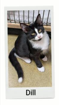 Dill -  Domestic Short Hair Cat for Adoption in Caistor Centre, Ontario - Dill | PetCurious