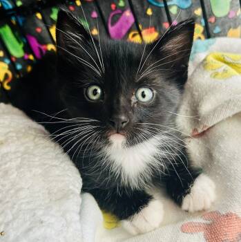 Domestic Short Hair and Tuxedo Cats Available for Adoption in San Jose, California - Mittens | PetCurious