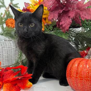 Brioche Limon -  Domestic Short Hair Cat for Adoption in Eaton Rapids, Michigan - Brioche Limon | PetCurious