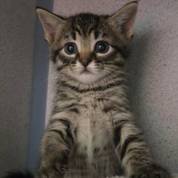 Rescue Domestic Short Hair Cats for Adoption in North Battleford, Saskatchewan - Padmew Amidala | PetCurious