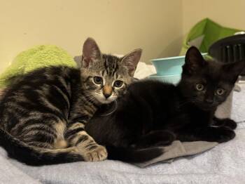 Judy w/ Betty -  Domestic Short Hair Cat for Adoption in Duxbury, Massachusetts - Judy W/ Betty | PetCurious