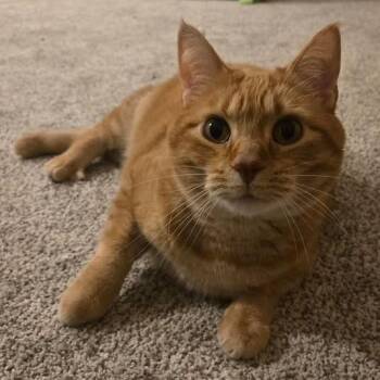 Domestic Short Hair Cats Available for Adoption - NemoNemo C10798 | PetCurious