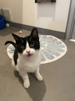 Rescue Domestic Short Hair Cats for Adoption in Oakland, California - Bennett (Bonded With Tommy) | PetCurious