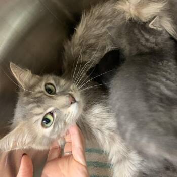 Dawn of the Vampires -  Domestic Short Hair Cat for Adoption in Morganton, North Carolina - Dawn Of The Vampires | PetCurious