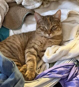 Domestic Short Hair and Tabby Cats Available for Adoption in Attalla, Alabama - Scarlett | PetCurious