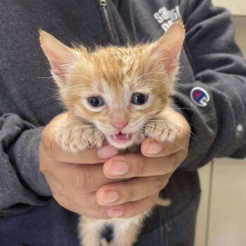 Domestic Short Hair Cats Available for Adoption in San Antonio, Texas - Grapefruit | PetCurious