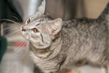 Domestic Short Hair Cats Available for Adoption - KODA | PetCurious