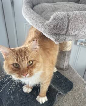 Rescue Domestic Medium Hair Cats for Adoption in Salisbury, North Carolina - Nemo | PetCurious