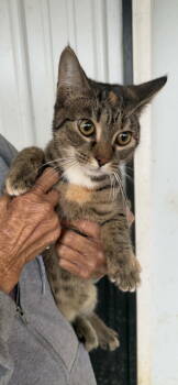 Rescue Domestic Short Hair Cats for Adoption in Ashville, Ohio - Jojo | PetCurious