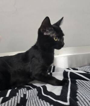 Nickel -  Domestic Short Hair Cat for Adoption in Dickson, Tennessee - Nickel | PetCurious