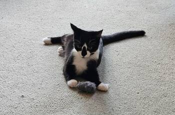 Domestic Short Hair Cats Available for Adoption in West Lawn, Pennsylvania - Shamu | PetCurious