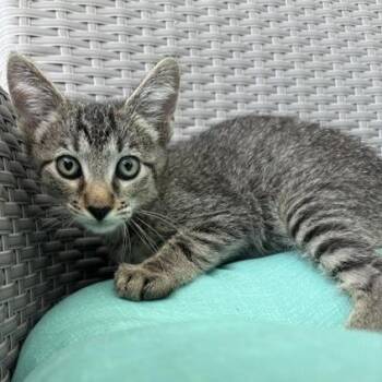 Pippens -  Domestic Short Hair Cat for Adoption in Jupiter, Florida - Pippens | PetCurious