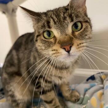 Stevie Nicks -  Domestic Short Hair Cat for Adoption in Fall River, Massachusetts - Stevie Nicks | PetCurious