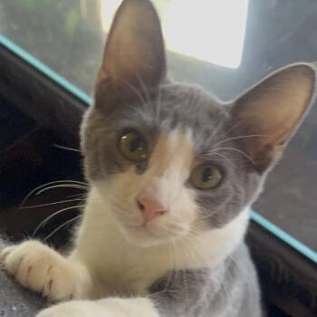 Gordo -  Domestic Short Hair Cat for Adoption in Lakewood, California - Gordo | PetCurious