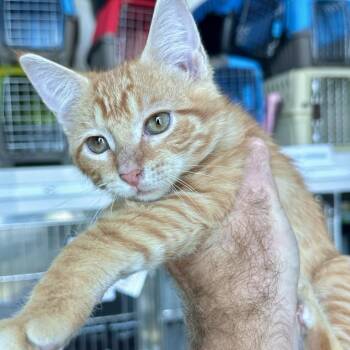 LeBron -  Domestic Short Hair Cat for Adoption in Matteson, Illinois - LeBron | PetCurious