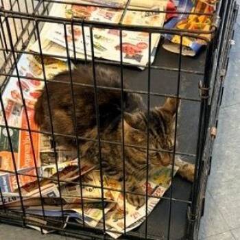 Hansel -  Extra Toes Cat Hemingway Polydactyl and Domestic Short Hair Cat for Adoption in Long Beach, California - Hansel | PetCurious