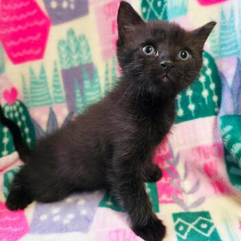 Domestic Short Hair Cats Available for Adoption in Mt. Juliet, Tennessee - Skirmish | PetCurious