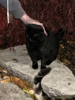 Rescue Domestic Short Hair Cats for Adoption in Toronto, Ontario - Lord Sesame | PetCurious