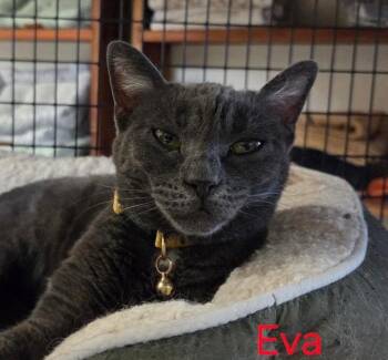Eva -  Russian Blue and Domestic Short Hair Cat for Adoption in Las Cruces, New Mexico - Eva | PetCurious