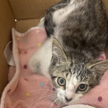 McGruff -  Domestic Short Hair Cat for Adoption in Newark, New Jersey - McGruff | PetCurious
