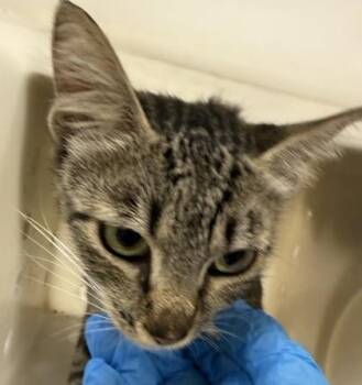 Ming -  Domestic Short Hair Cat for Adoption in Honolulu, Hawaii - Ming | PetCurious