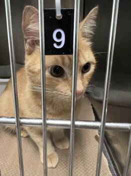 Rain Drop (TAS 9) -  Domestic Short Hair Cat for Adoption in Trenton, New Jersey - Rain Drop (TAS 9) | PetCurious
