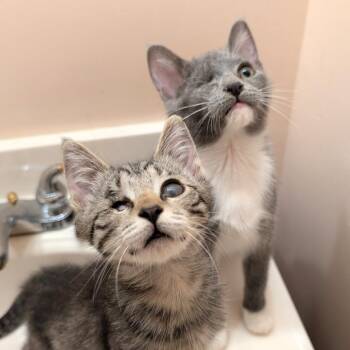 Berry Bar & Salad Bar -  Russian Blue and Tabby Cat for Adoption in UNIVERSITY PA, Maryland - Berry Bar & Salad Bar | PetCurious