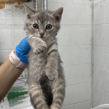 Domestic Short Hair Cats Available for Adoption - Bonnie | PetCurious