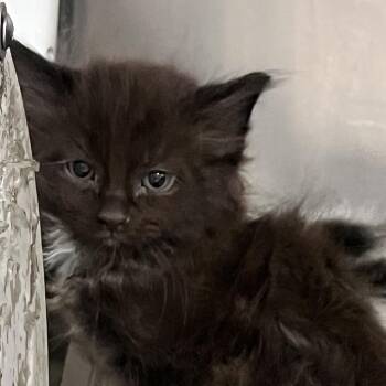 Sleepy -  Domestic Short Hair Cat for Adoption in Charleston, West Virginia - Sleepy | PetCurious
