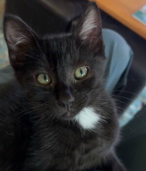 Rescue Domestic Short Hair Cats for Adoption in Burlington, Washington - Lyra | PetCurious