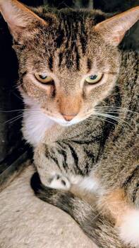 Domestic Short Hair Cats Available for Adoption in St. Augustine, Florida - Jack | PetCurious